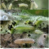 mel triv xerophila larva1 volg21